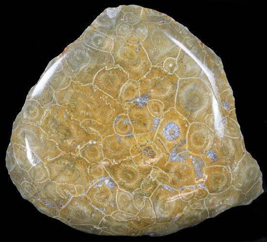 Polished Fossil Coral Head - Morocco #60034